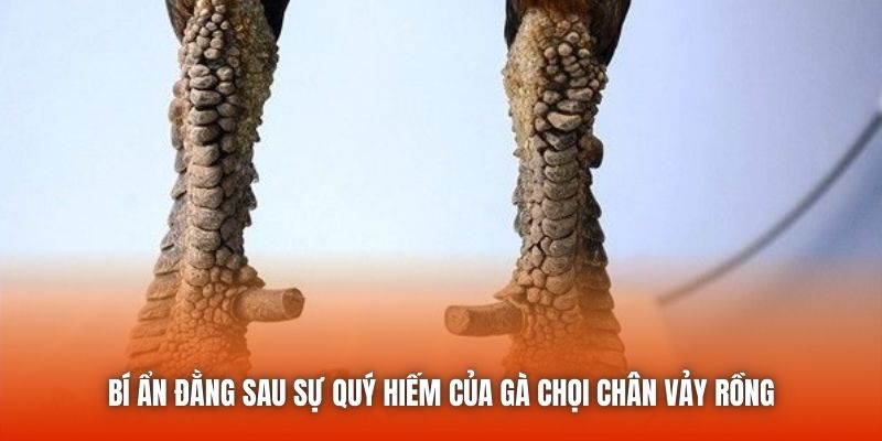 Bí ẩn đằng sau sự quý hiếm của gà chọi chân vảy rồng