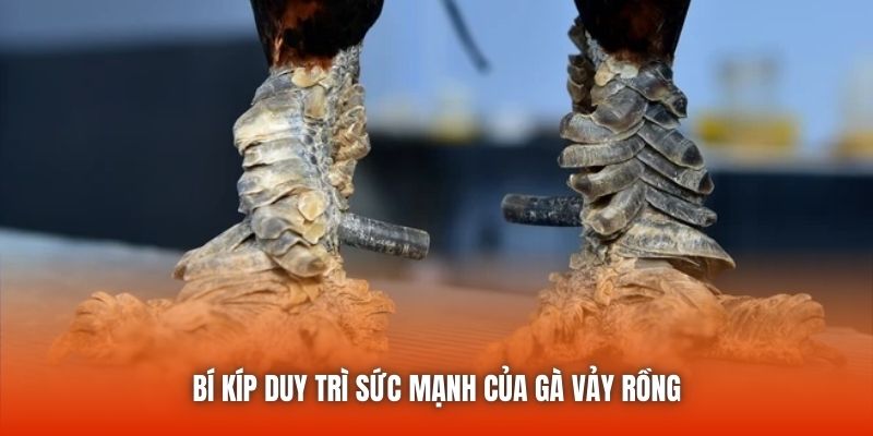 Bí kíp duy trì sức mạnh của gà vảy rồng