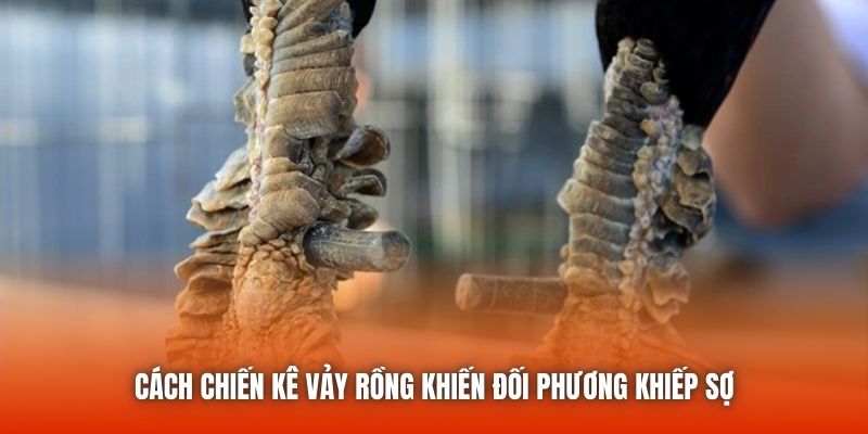 Cách chiến kê vảy rồng khiến đối phương khiếp sợ