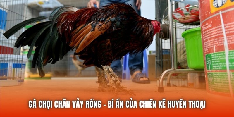 Gà Chọi Chân Vảy Rồng - Bí Ẩn Của Chiến Kê Huyền Thoại